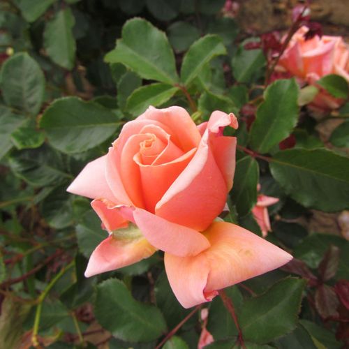 Rosa True Friend™ - ružová - Stromkové ruže,  kvety kvitnú v skupinkáchstromková ruža s kríkovitou tvarou koruny